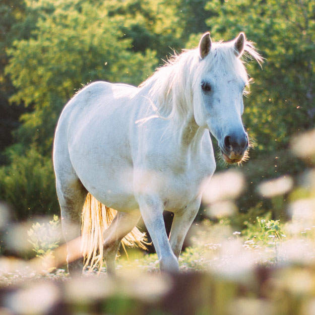 Blogbeitrag: Sommerekzem – Allergische Hautkrankheit bei Pferden