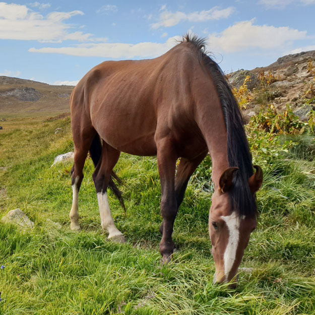 Blogbeitrag: Mageres Pferd – was können Pferdebesitzer tun?
