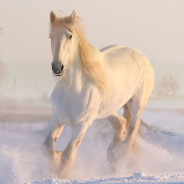 Blogbeitrag: Das Pferd im Winter