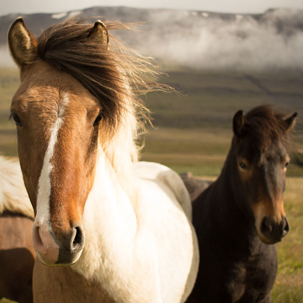 Blogbeitrag: Magenprobleme bei Pferden