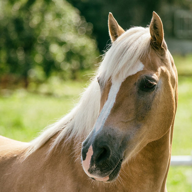 Blogbeitrag: Hufrehe – vermeiden Sie unnötige Schmerzen für Ihr Pferd
