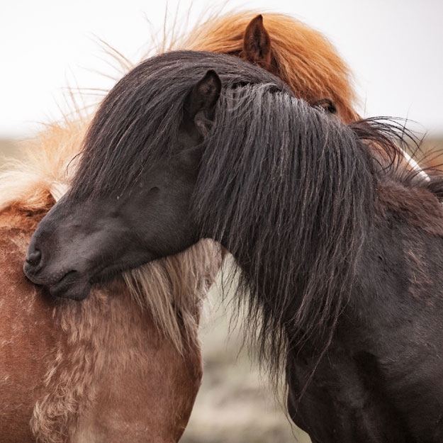 Blogbeitrag: Was unterstützt mein Pferd beim Fellwechsel?