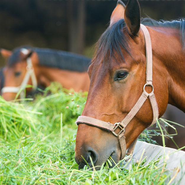 Blogbeitrag: Übersäuerung beim Pferd: Mit diesen Tipps beugen Sie vor!